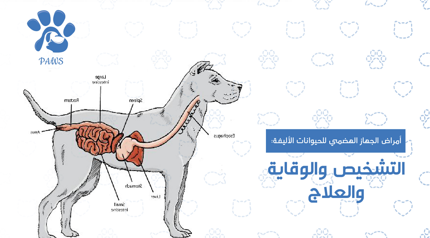 أمراض الجهاز الهضمي للحيوانات الأليفة: التشخيص والوقاية والعلاج